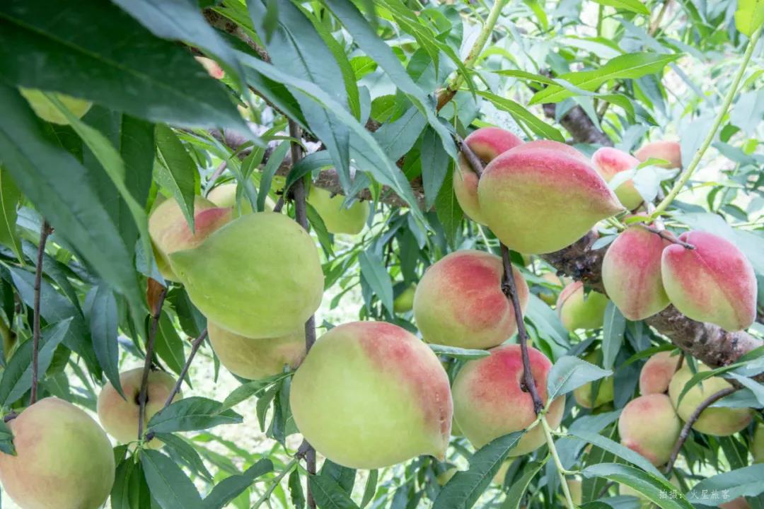 亲农好物｜翁源鹰嘴桃，好吃“桃”不掉！