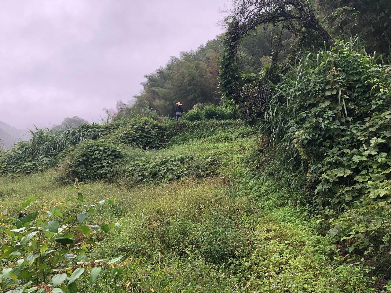 威客电竞VKGAME妄想 | 我司土地整治项目二次荣登央视，，，荒地变良田，，，智绘好丰景